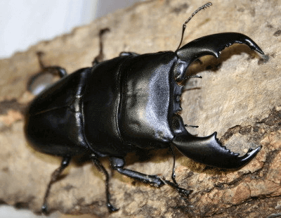 スマトラオオヒラタクワガタ