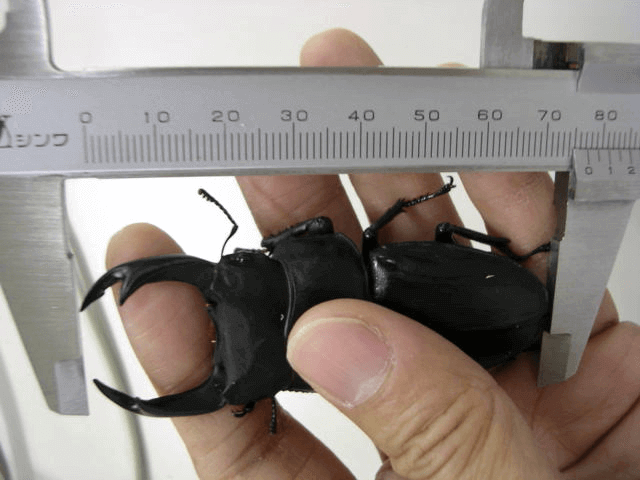 国産オオクワガタ　山梨