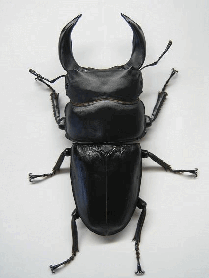 ホペイオオクワガタ 福建省建甌産WF6