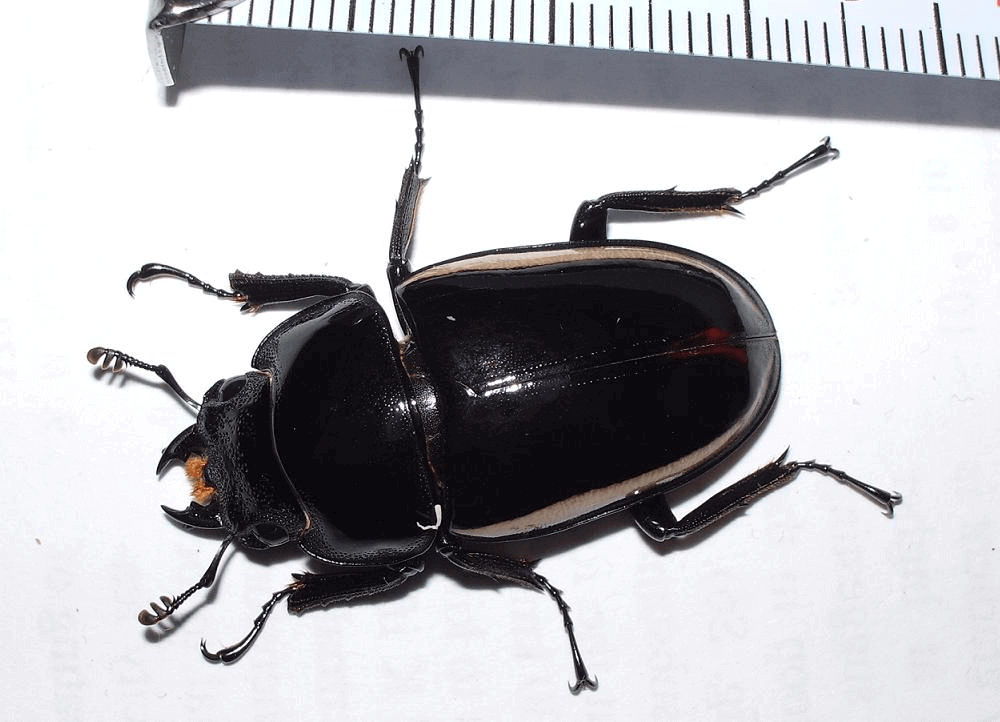 ウォレスノコギリクワガタ　♀