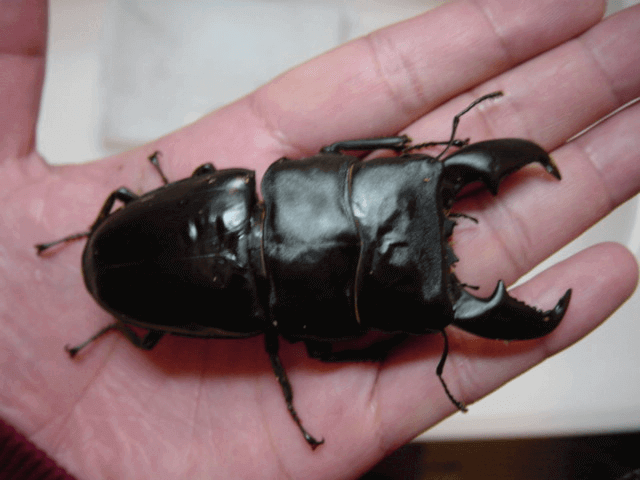 スマトラオオヒラタクワガタ リアウ