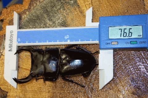 国産オオクワガタ　佐賀