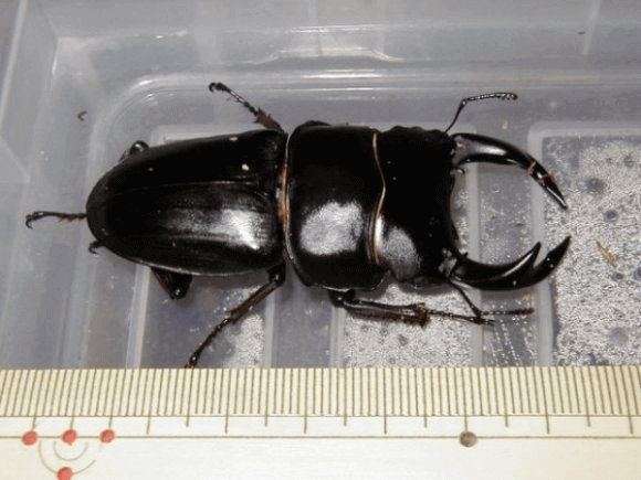 国産オオクワガタ 福島