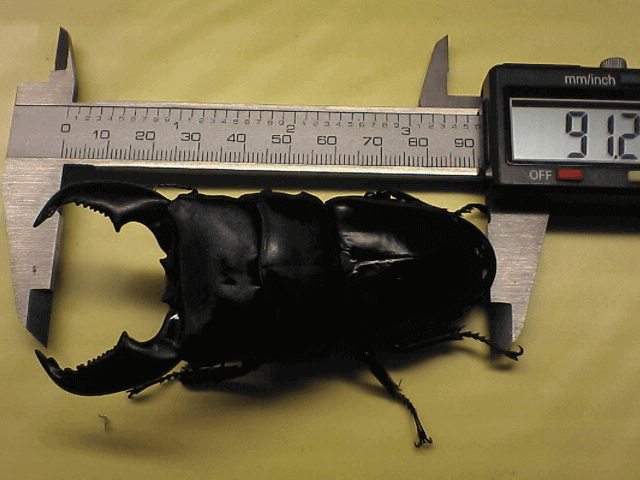 スマトラオオヒラタクワガタ