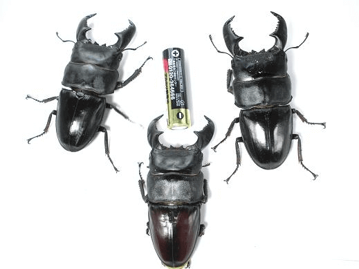 スマトラオオヒラタクワガタ　パダン