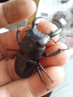 チョウセンヒラタクワガタ