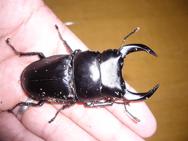 ホペイオオクワガタ　福建省北峰F5