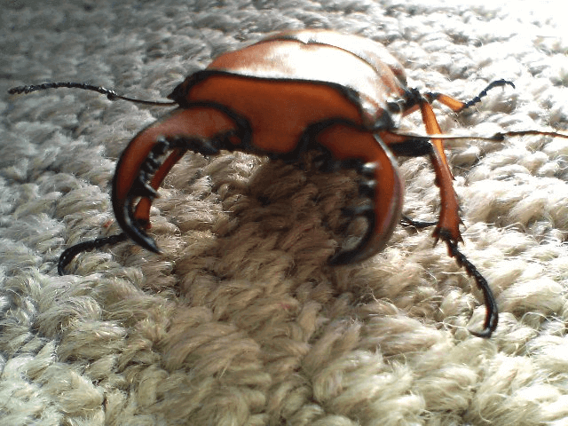 メリーメンガタクワガタ