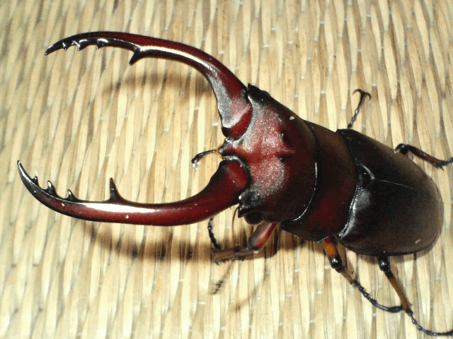 アスタコイデスノコギリクワガタ　ジャワ