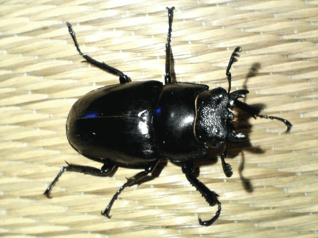 ギラファノコギリクワガタ　ジャワ