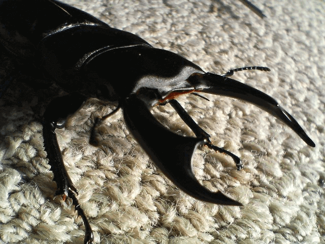 シェンクリングオオクワガタ