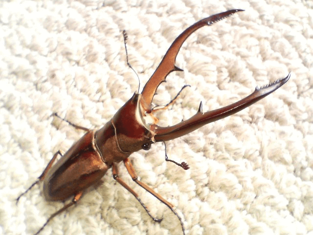 メタリフェルホソアカクワガタ　セレベス