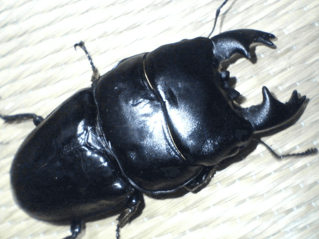 アルキデスオオヒラタクワガタ