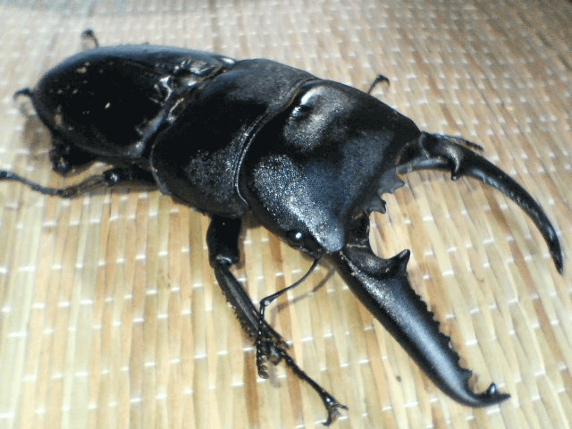 パラワンオオヒラタクワガタ