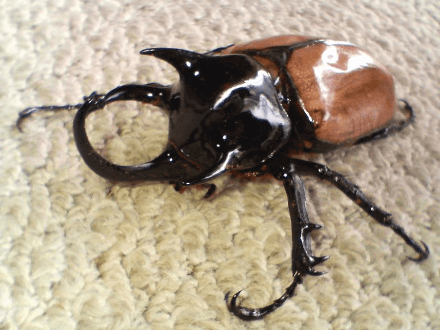 ゴホンヅノカブト