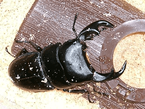 パリーオオクワガタ (Dorcus ritsemae ritsemae)