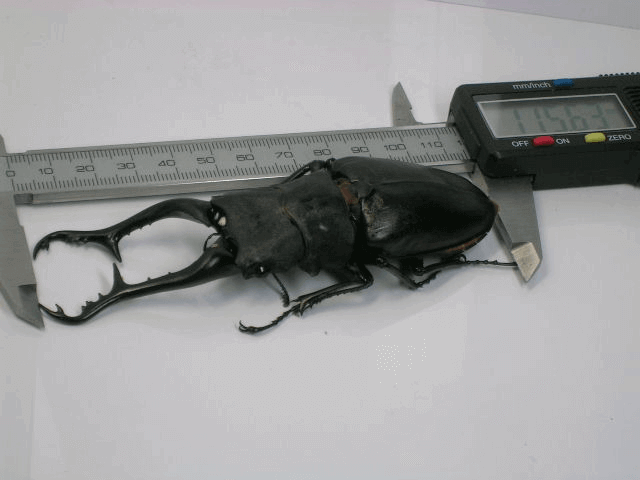 ギラファノコギリクワガタ　フローレス