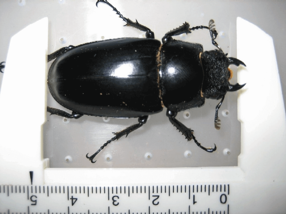 ギラファノコギリクワガタ　フローレス