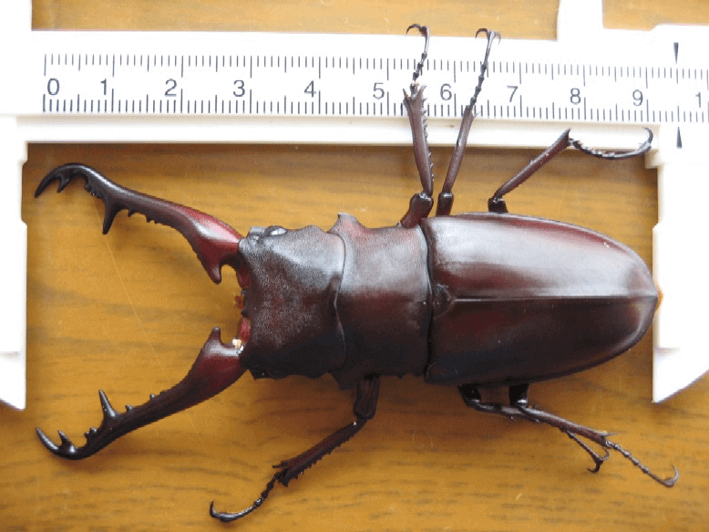 ギラファノコギリクワガタ フローレスWF1