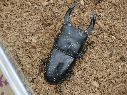 国産オオクワガタ