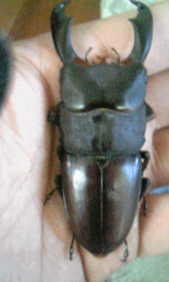 セレベスオオヒラタクワガタ　スラウェシ