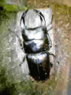 国産オオクワガタ 山梨