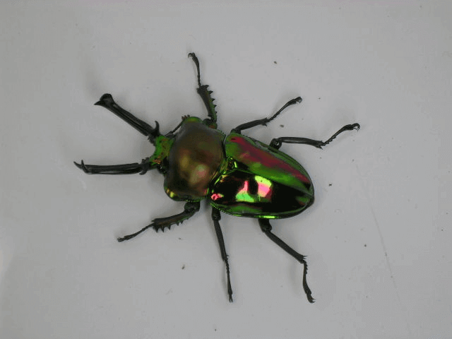 ニジイロクワガタ