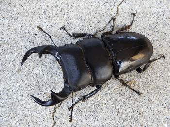 パリ―オオクワガタ