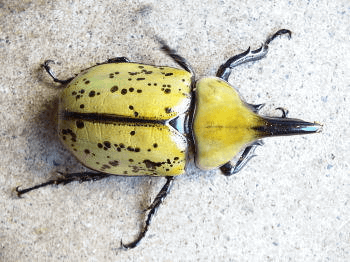 ティティウスシロカブト