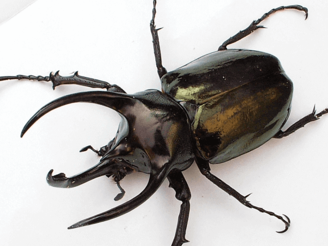 アトラスオオカブト　ミンダナオ