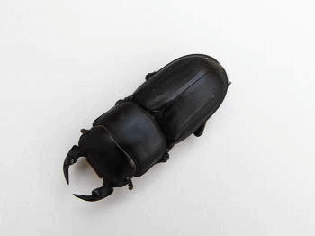 ムシモンオオクワガタ