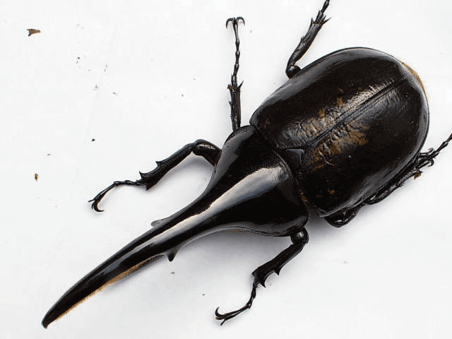 ヘラクレス・ヘラクレス