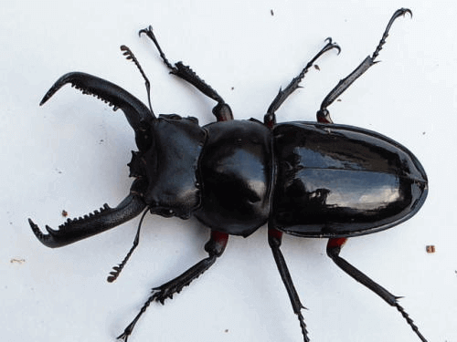 チュウゴクニシセカクワガタ