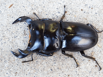 アンタエウスオオクワガタ マレー