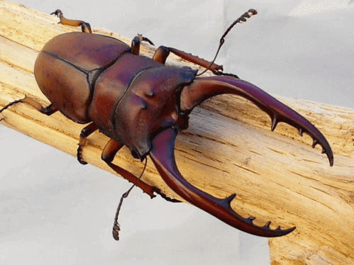 アスタコイデスノコギリクワガタ