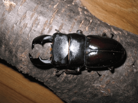 スマトラオオヒラタクワガタ　アチェ