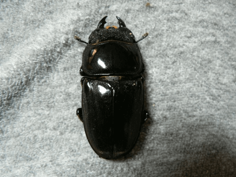 スマトラオオヒラタクワガタ　ベンクール