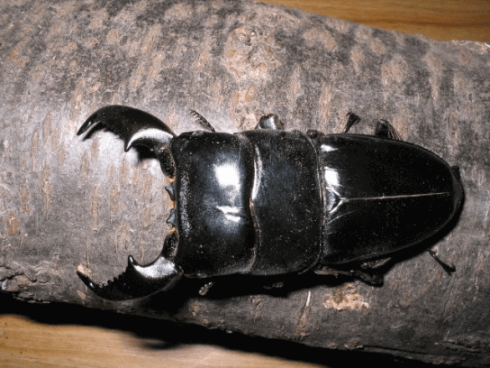 スマトラオオヒラタクワガタ　アチェ