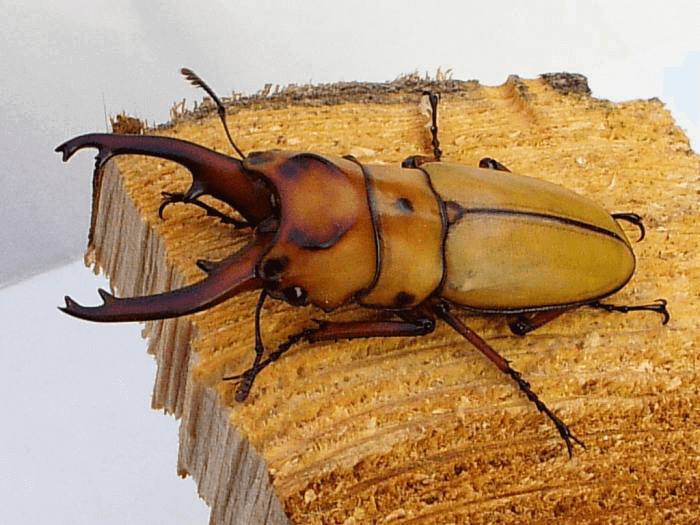 オキピタリスノコギリクワガタ