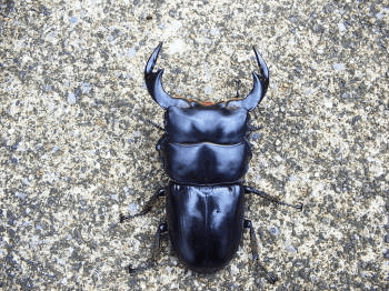 アンタエウスオオクワガタ インド