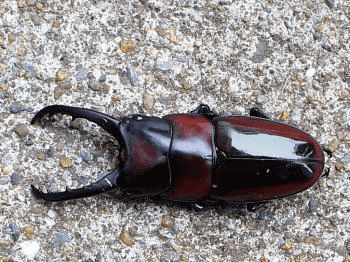 ドルサリスノコギリクワガタ