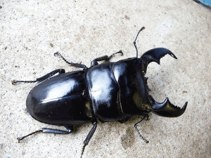 スマトラオオヒラタクワガタ