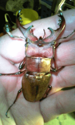 国産ミヤマクワガタ 八王子