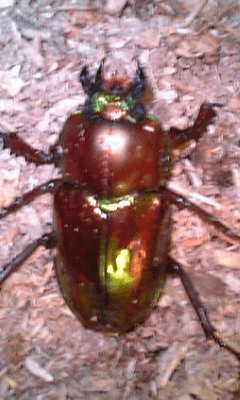 ニジイロクワガタ