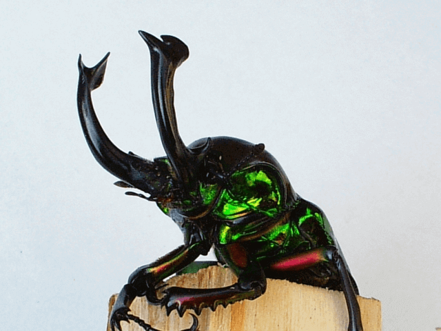 ニジイロクワガタ