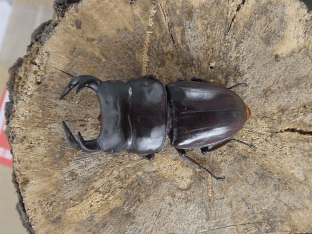 グランディスオオクワガタ インド