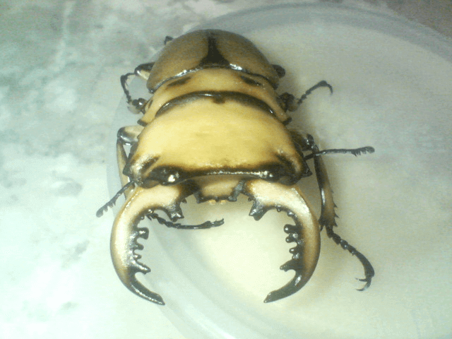 メリーメンガタクワガタ