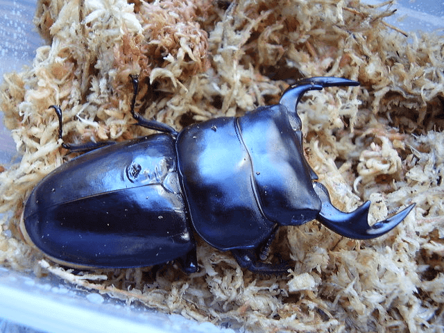 アンタエウスオオクワガタ タイ ドイサケット