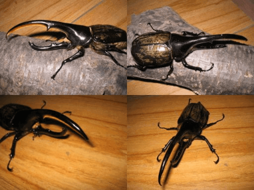 ヘラクレス・ヘラクレス　グアドループ