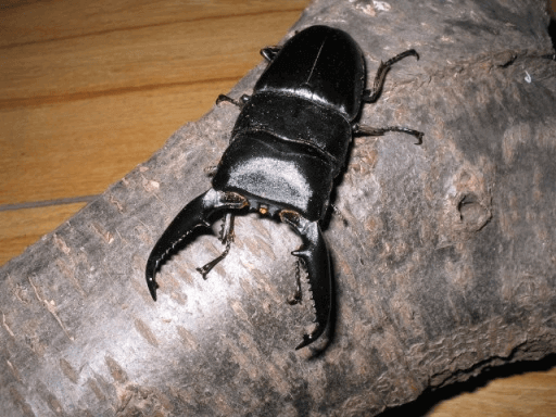 パラワンオオヒラタクワガタ　ブルックスポイント